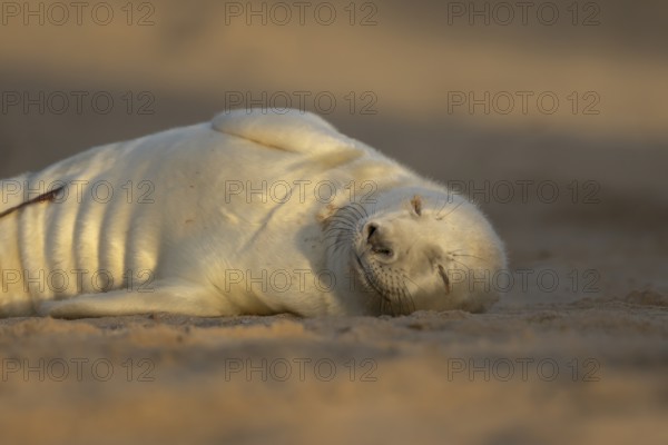 Grey seal (Halichoerus grypus) juvenile baby pup animal sleeping on a sand dune on a beach in winter, England, United Kingdom