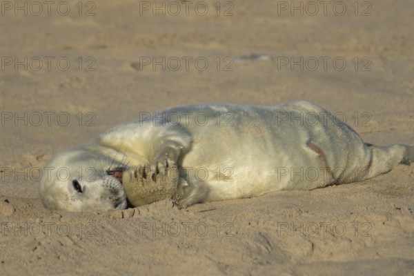 Grey seal (Halichoerus grypus) juvenile baby pup animal resting on a sandy beach in winter, England, United Kingdom