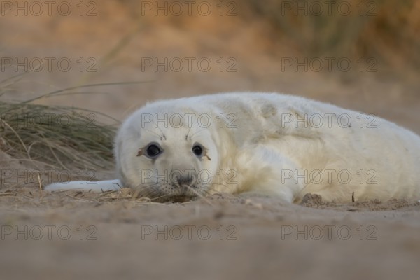 Grey seal (Halichoerus grypus) juvenile baby pup animal resting in a sand dune by a beach in winter, England, United Kingdom