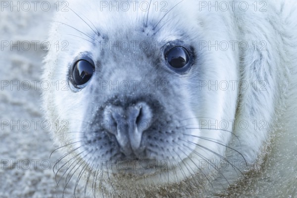 Grey seal (Halichoerus grypus) juvenile baby pup animal head portrait in winter, England, United Kingdom