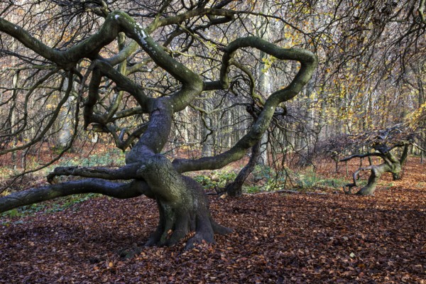 Süntelbuchen (Fagus sylvatica), cripple beeches, Hexenwald, Semper Forest Park, near Lietzow, Rügen, Mecklenburg-Western Pomerania, Germany