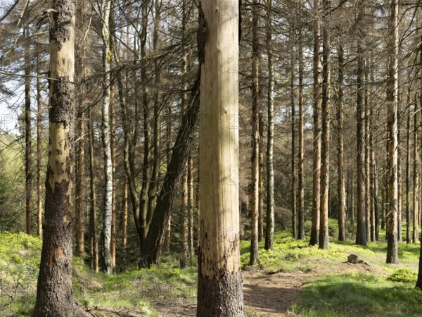 Spruce forest infested by bark beetles, tree trunks with sloping bark, Zittau Mountains, things, Germany