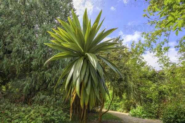 National Botanic Gardens, Kilmacurragh, Dunganstown, Co. Wicklow, Ireland