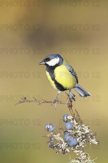 Great tit (Parus major), sitting on a branch in a blackthorn bush, (Prunus spinosa), sloes, with ripe fruit, autumn, wildlife, animals, tit family, songbird, birds, Wilnsdorf, North Rhine-Westphalia, Germany