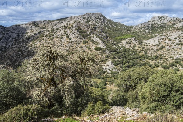 Limestone mountains, mountain range Sierra de Grazalema, Parque natural de la Sierra de Grazalema, Andalusia, Spain