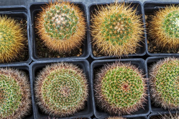 Cultivation of cacti, botanical garden, Cactus y Otras Suculentas 'Mora i Bravard', village Casarabonela, Andalusia, Spain
