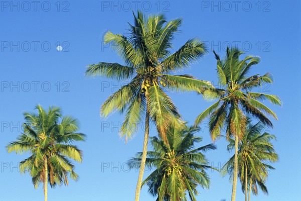 Moon and palm trees on Mikadi Beach, Dar es-Salaam, Tanzania, Africa, June 2000, vintage, retro, old, historic