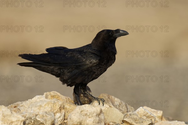 Raven (Corvus corax), semi-desert, Fuerteventura, Spain