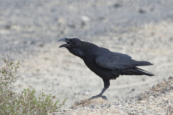 Common raven (Corvus corax) Semi-desert, Fuerteventura, Spain
