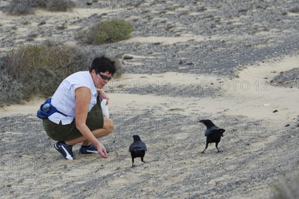 Tourist feeding ravens (Corvus corax), Fuerteventura, Spain