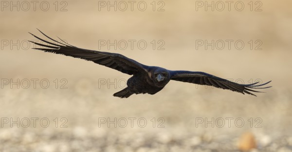 Raven (Corvus corax), flight, semi-desert, Fuerteventura, Spain