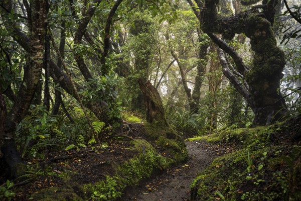 Forest path, gnarled tree, mosses, ferns, lichens. Egmont National Park, Taranaki Region, North Island, New Zealand