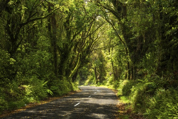 Road to North Egmont Visitor Centre. Forest with gnarled trees, mosses, ferns and lichens. Egmont National Park, Taranaki Region, North Island, New Zealand