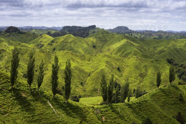 Hilly landscape with meadows and trees along State Highway 43 (SH 43), also known as the Forgotten World Highway. North Island, New Zealand