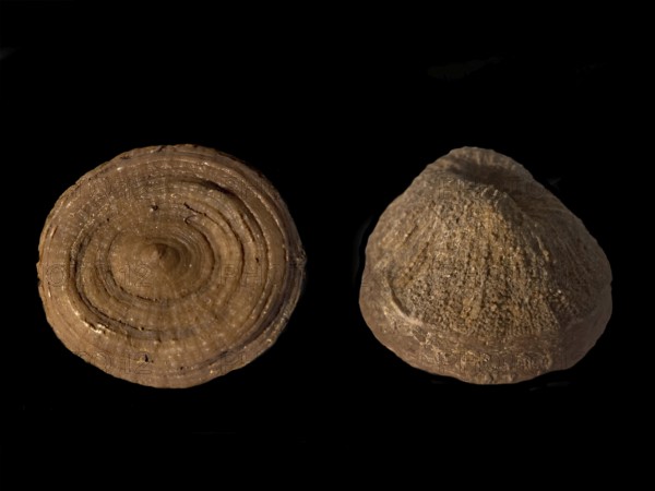Fossil coral, petrification, Cunnolites sp., fossil, chalk, Santonium, Gosau layers, around 80 million years old, Russbach, Salzburg, Austria