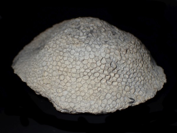 Fossil coral, petrification, Favorites spec., fossil, Silurian around 430 million years old, Gotland Sweden