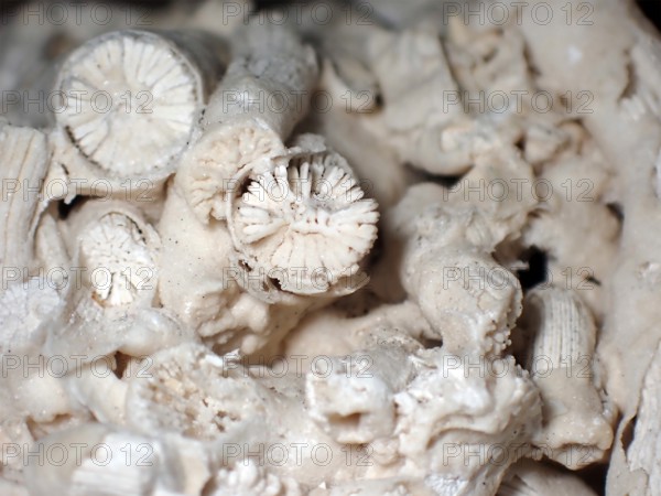 Fossil coral, petrification, Dendrophyllia candelabrum, fossil, Middle Dan, about 60 million years old, Fakse, Zealand, Sweden
