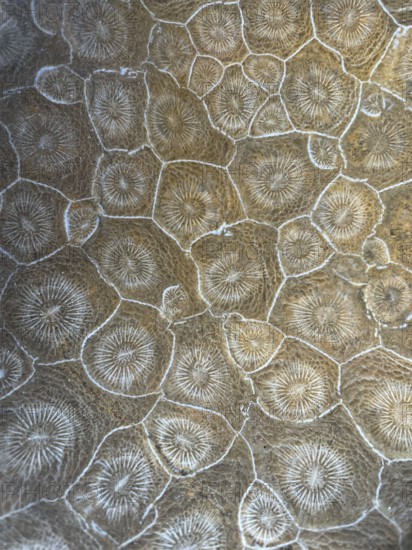 Hexagonaria hexagona, polished, polyp, coral polyp, fossil coral, fossilization, Devonian, Middle Devonian, approximately 395 million years old, Boudib, Essimour, Alnif, Morocco