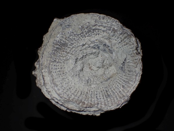 Fossil coral, petrification, cystiphyllum tenue, fossil, siluric around 430 million years old, Gotland Sweden