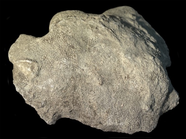 Fossil coral, petrification, Heliolites spec., fossil, Silurian about 430 million years old, Gotland, Sweden