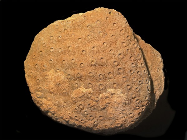 Fossil coral, petrification, Phillipsastrea cf. pineapple, fossil, Devonian around 360 million years old, Boudib, Essimour Alnif, Morocco