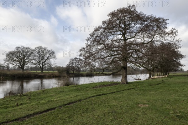 Schwarzerle an der Ems, Emsland, Lower Saxony, Germany