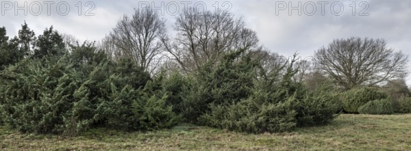 Juniper (Juniperus communis) and English oak (Quercus robur), Meppener Weide, Emsland, Lower Saxony, Germany