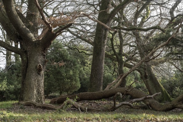 Old hut oaks (Quercus robur) and junipers (Juniperus communis), Meppener Weide, Emsland, Lower Saxony, Germany