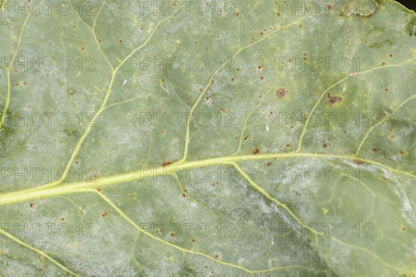 Sugar beet (Beta vulgaris) leaf with Rust (Uromyces betae) and Powdery mildew (fungal plant pathogen disease, England, United Kingdom