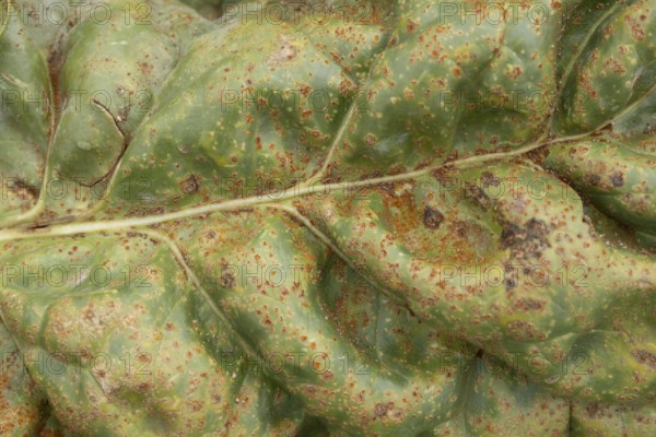 Sugar beet (Beta vulgaris) leaf with Rust (Uromyces betae) fungal plant pathogen disease, England, United Kingdom