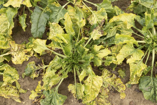 Sugar beet (Beta vulgaris) crop plants in a farm field infected with virus yellows plant pathogen, England, United Kingdom