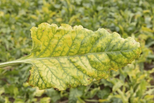 Sugar beet (Beta vulgaris) crop plant leaf in a farm field infected with virus yellows plant pathogen, England, United Kingdom