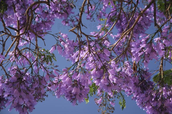 Vibrant Jacaranda Tree in Full Bloom with Purple Flowers Against a Deep Blue Sky