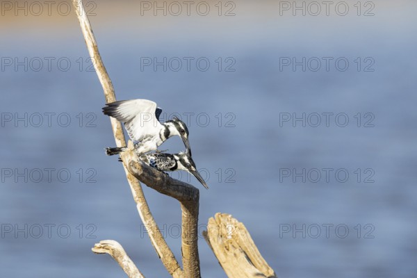 Pied Kingfisher (Ceryle rudis) mating Zambia August