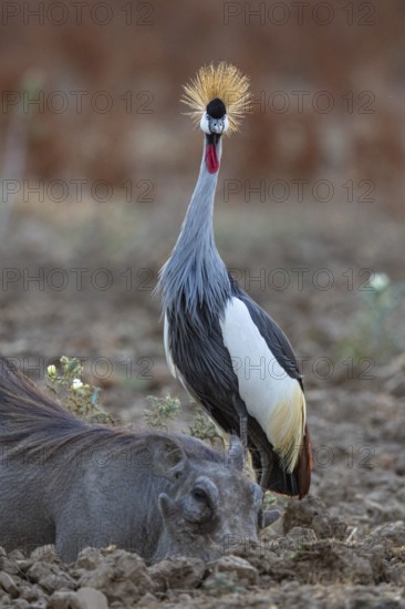 Crowned Crane (Balearica regulorum) and Worthog searching food South Luangwa NP Zambia August