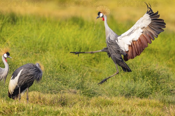 Crowned Crane (Balearica regulorum) courtship behavier South Luangwa NP Zambia August
