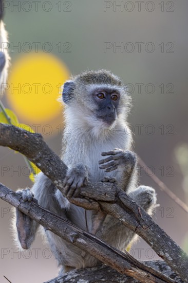 Vervet Monkey (Cercopithecus aethiops) South Luangwa NP Zambia August