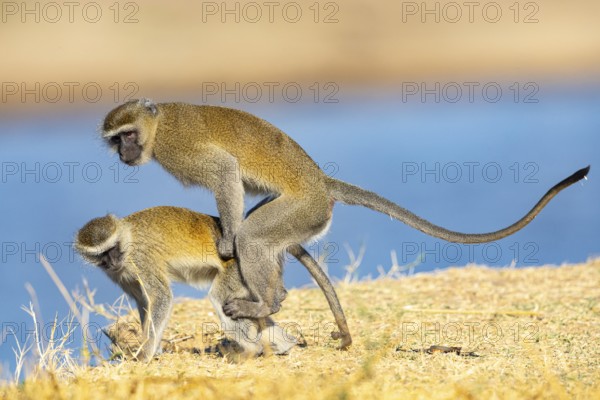 Vervet Monkey (Cercopithecus aethiops) mating South Luangwa NP Zambia August