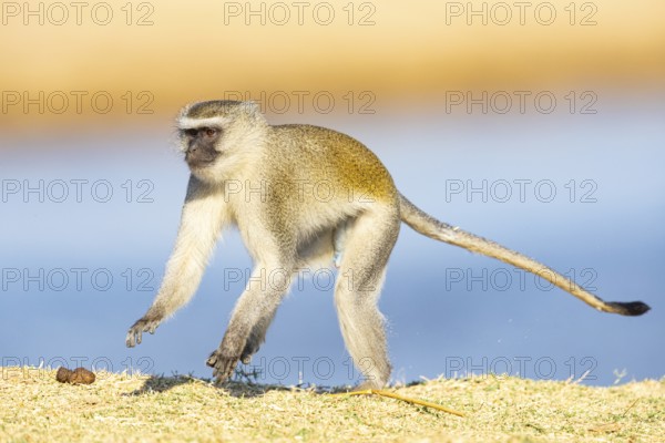 Vervet Monkey (Cercopithecus aethiops) South Luangwa NP Zambia August
