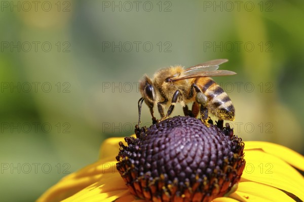 European honey bee (Apis mellifera), collecting nectar from a flower of the yellow coneflower (Echinacea paradoxa), with pollen panties and covered with pollen on the body, macro photograph, Wilnsdorf, North Rhine-Westphalia, Germany