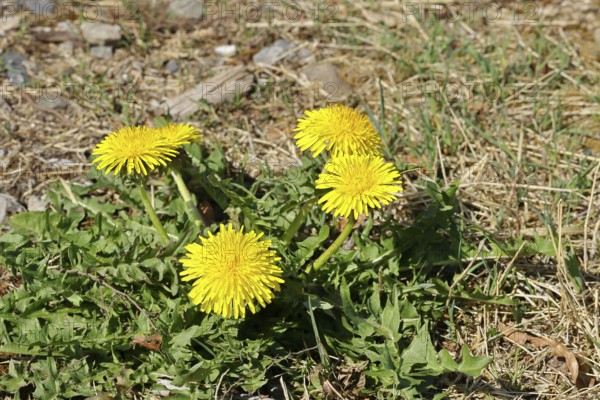 Dandelion (Taraxacum), yellow flowers at the edge of a field path, spring, Wilnsdorf, North Rhine-Westphalia, Germany