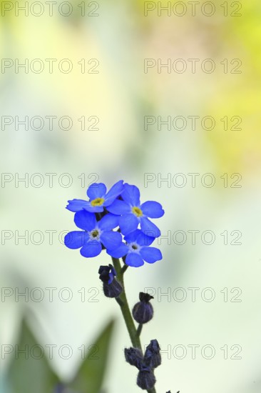 Marsh forget-me-not (Myosotis palustris), true forget-me-not in bloom in spring, close-up, Wilnsdorf, North Rhine-Westphalia, Germany