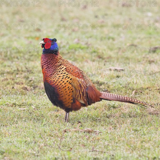 Pheasant, hunting pheasant (Phasianus colchicus), adult male bird in a meadow, wildlife, Lembruch, Ochsen Moor, Dümmer nature park Park, Lower Saxony, Germany