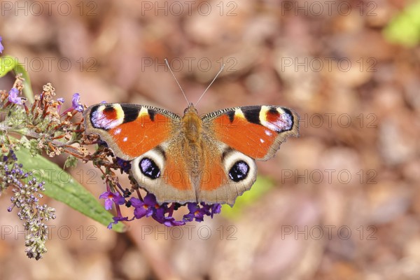 Peacock butterfly (Inachis io) sucking nectar on butterfly bush (Buddleja davidii), in a natural environment in the wild, close-up, wildlife, insects, butterflies, butterflies, Wilnsdorf, North Rhine-Westphalia, Germany