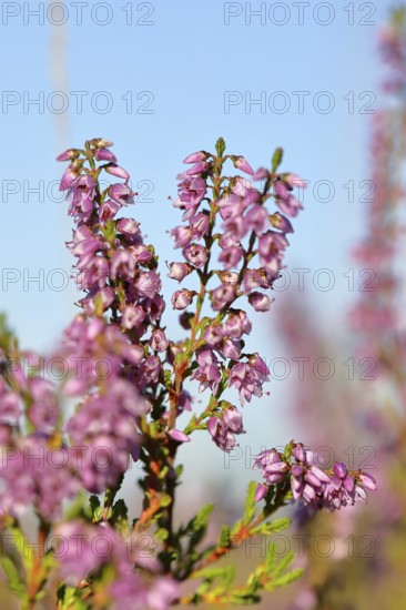 Flowering heather (Calluna vulgaris), heather, Trupacher Heide nature reserve, Siegen, North Rhine-Westphalia, Germany
