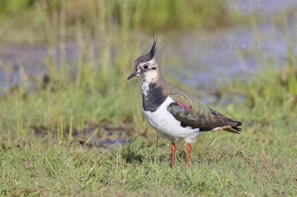 Lapwing (Vanellus vanellus), in splendid plumage, foraging in a marshy meadow, wildlife, Lembruch, Ochsen Moor, Dümmer nature park Park, Lower Saxony, Germany