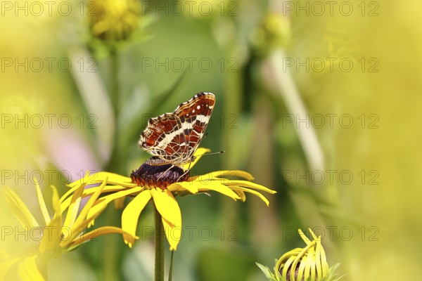 Land carder (Araschnia levana), summer generation, closed wings, underside of wings, on a flower of the yellow coneflower (Echinacea paradoxa), in a natural environment in the wild, close-up, wildlife, insects, butterflies, butterflies, Wilnsdorf, North Rhine-Westphalia, Germany