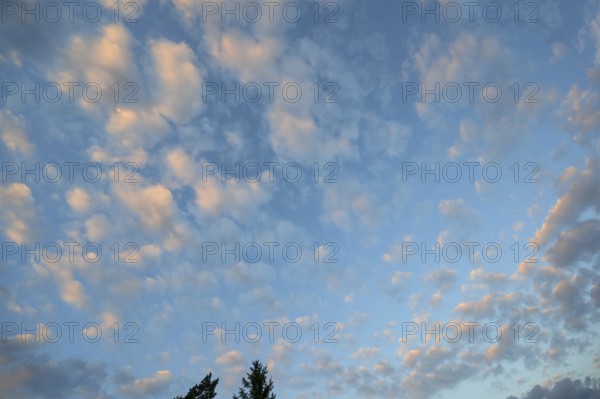 Large fleecy clouds (Altocumulus), Mecklenburg-Vorpommern, Germany
