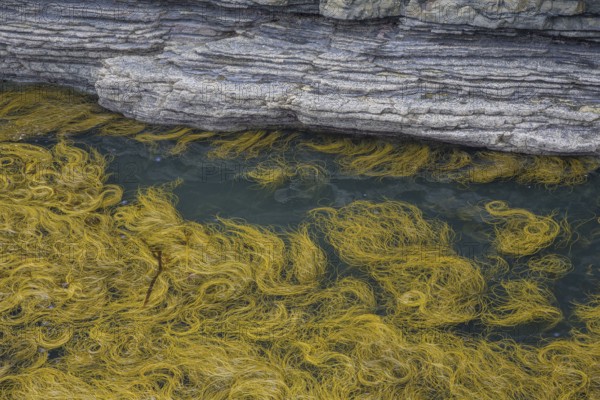 Seaweed in the water at Bridges of Ross, Kilballyowen, County Clare, Ireland