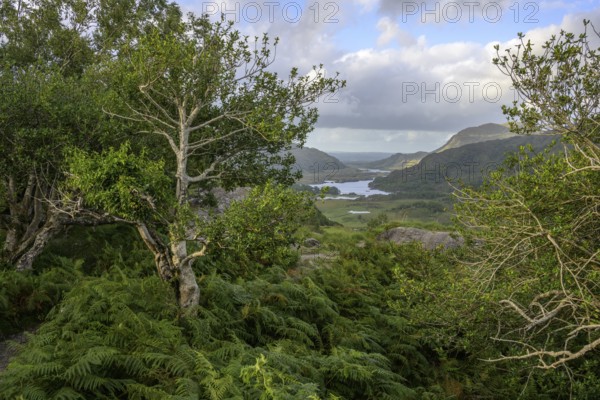 Ladies View, View of Upper Lake, Muckross, Kerry, Ireland